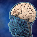 interactive brain